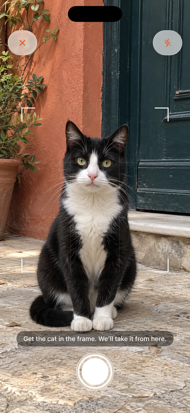 Istanpurr's camera frames a black and white cat sitting on an Istanbul doorstep.